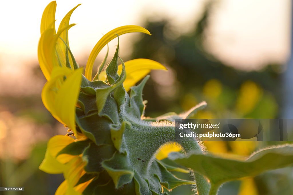 Sunflower in the garden