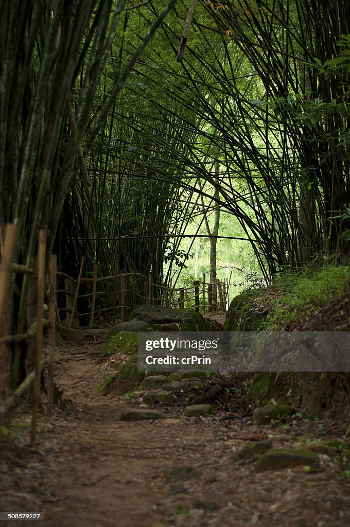 Bamboo Forest