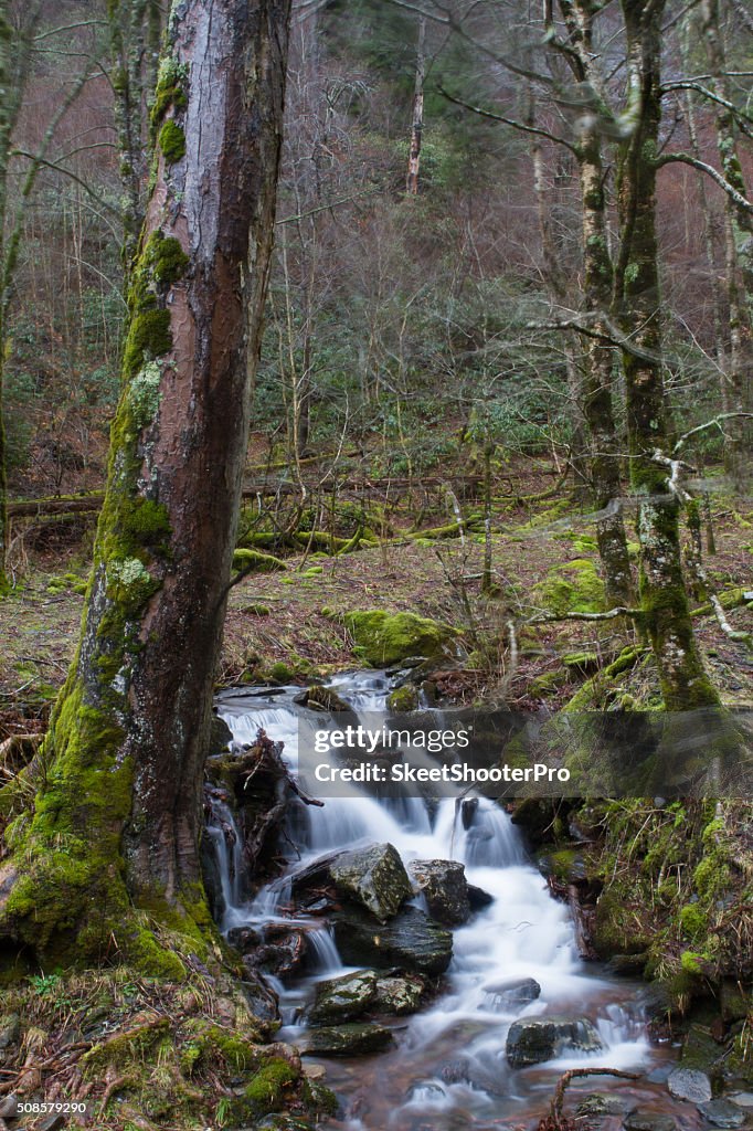 Green Stream