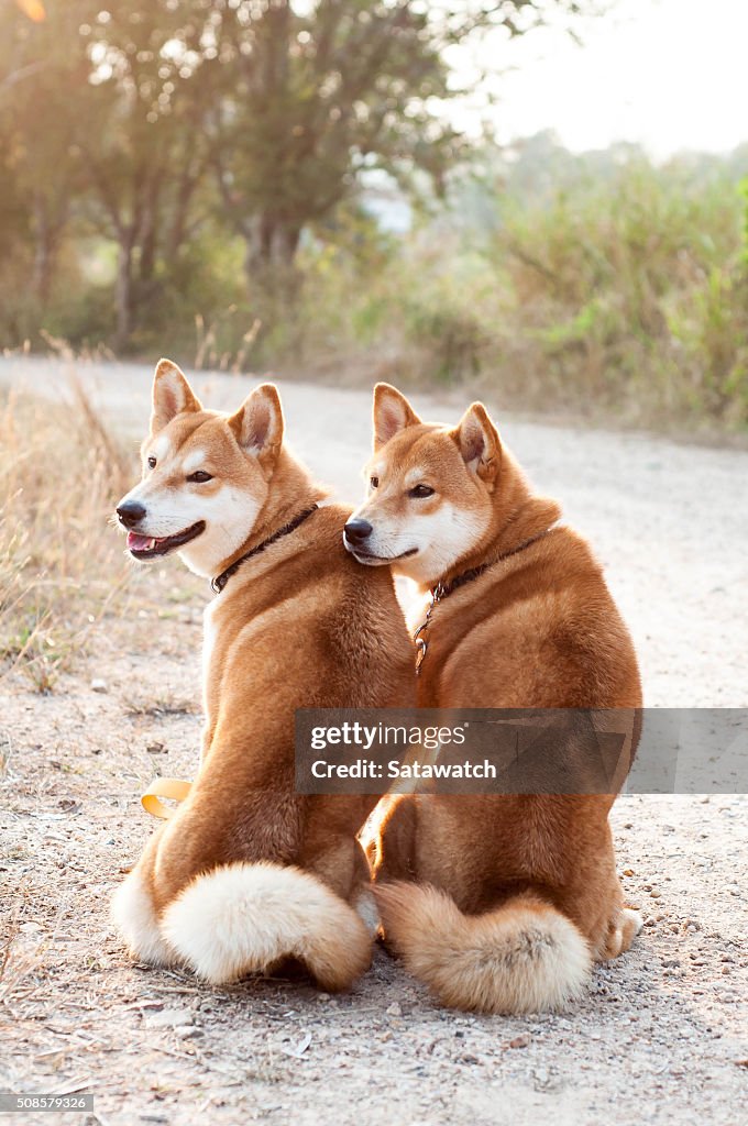 Silhouette loving dog couple