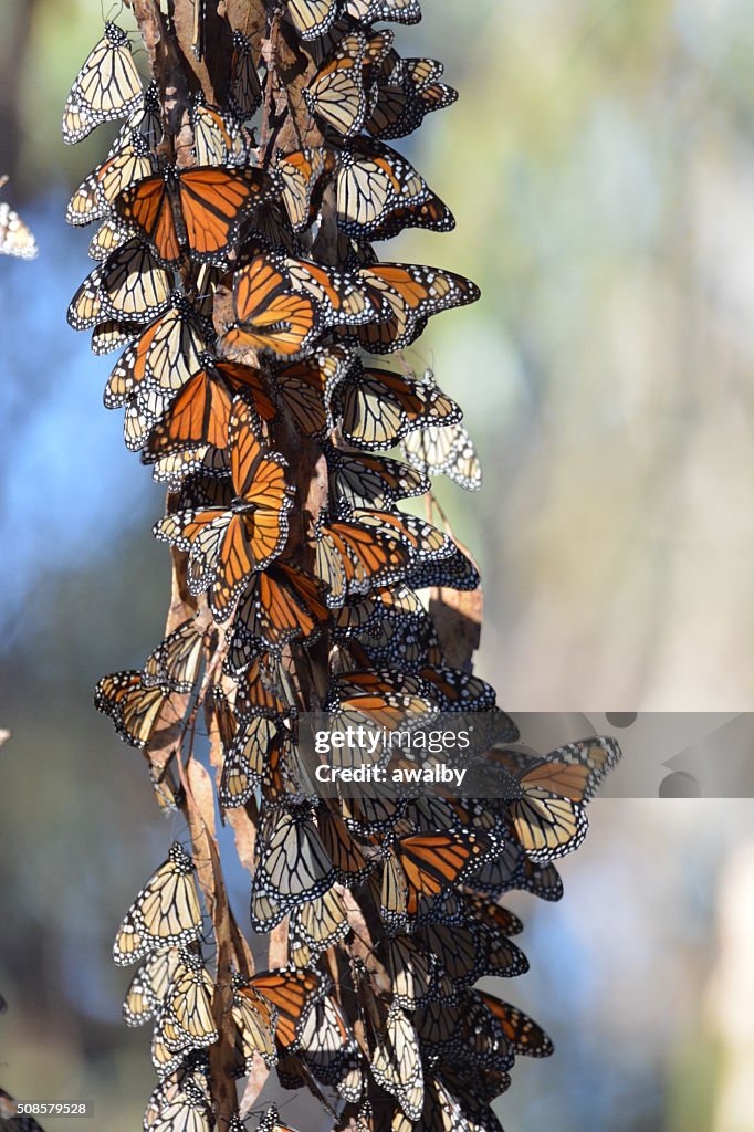 California farfalla monarca gruppo