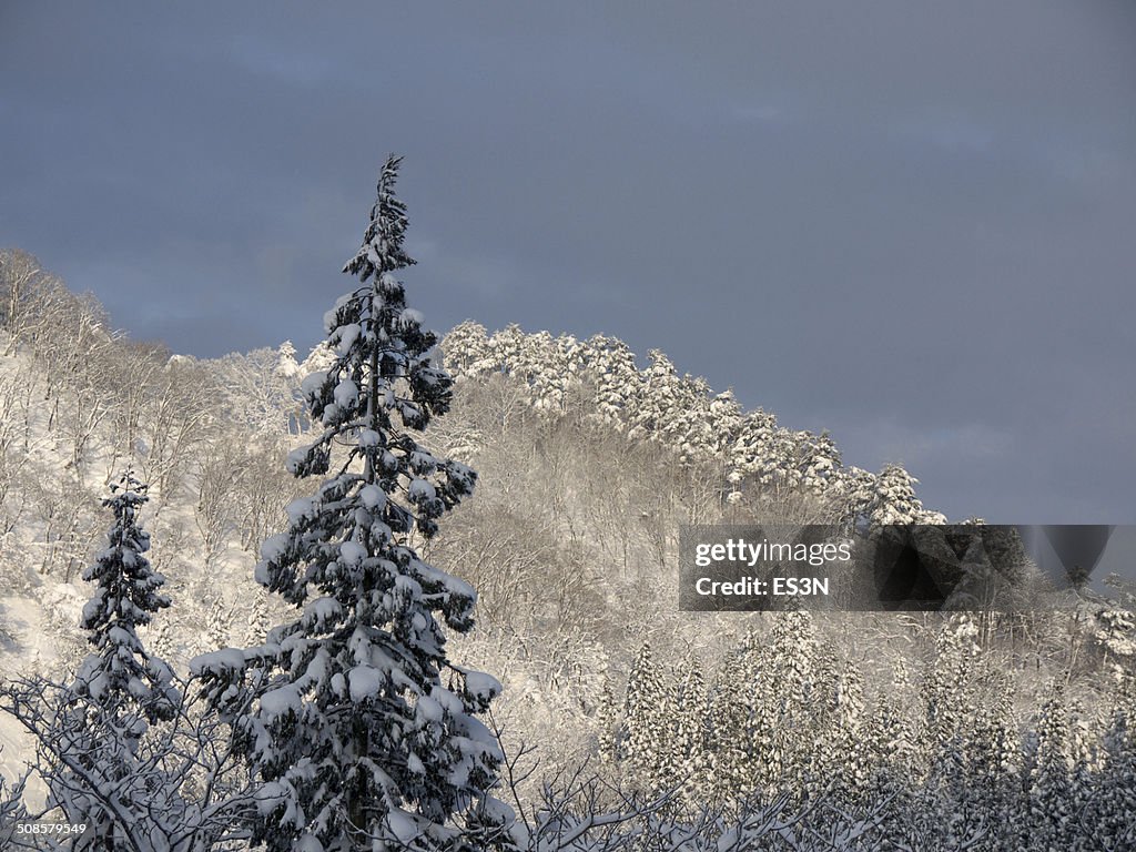 Winter-Wald am Abend.