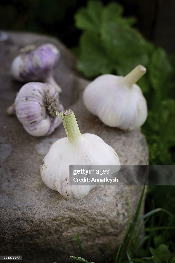 Violet  spring garlic rustic style