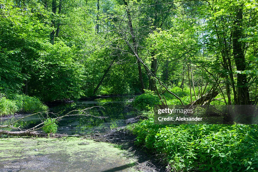 Natürliche Lesna Fluss im Sommer 12 : 00 Uhr