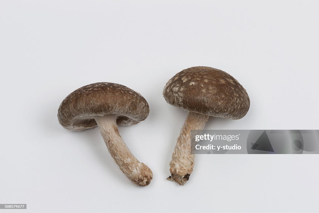 Shiitake mushroom