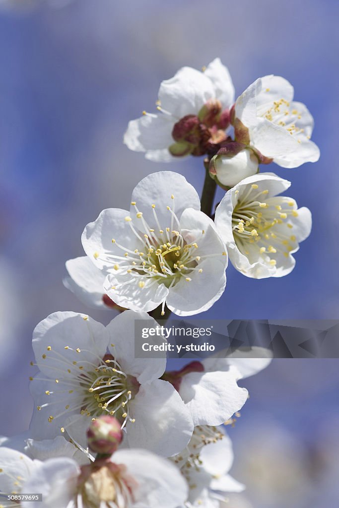 Prune, blanc