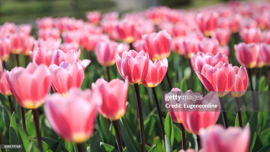 Tulips in The Sunshine