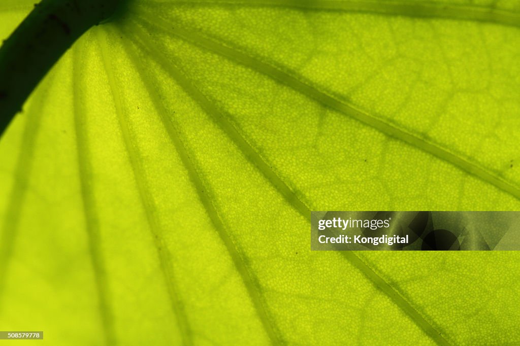 Closeup of the leaf pattern.