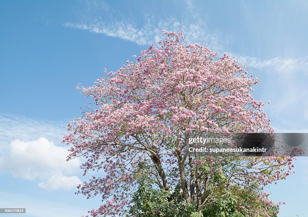 Pink flowers on the branches and sky .