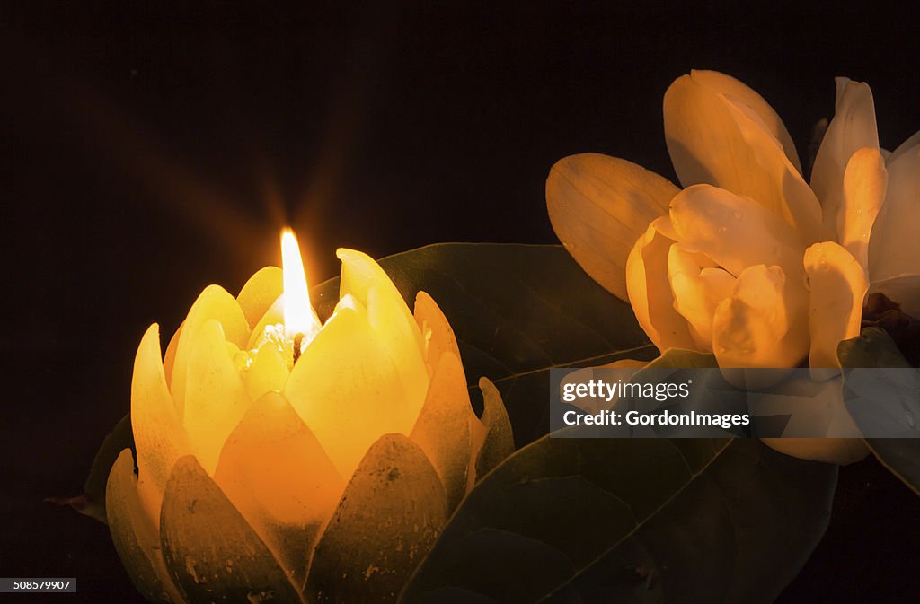 Magnolia By Candlelight