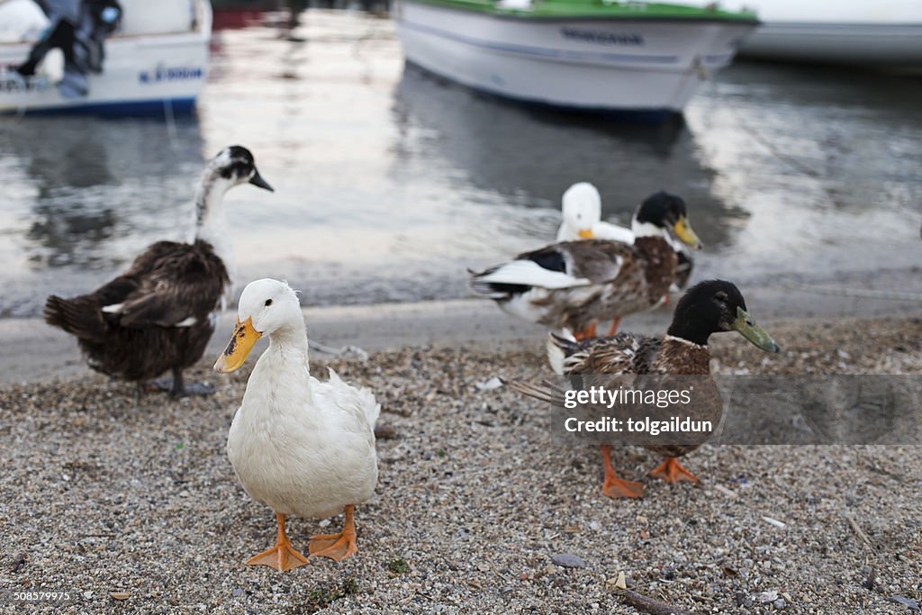 Ducks and Geese Walking Near Seaside