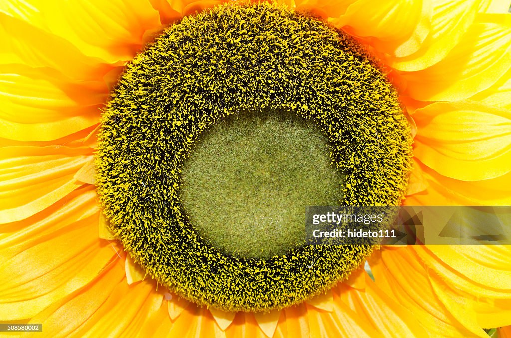 Close-up di fiore.