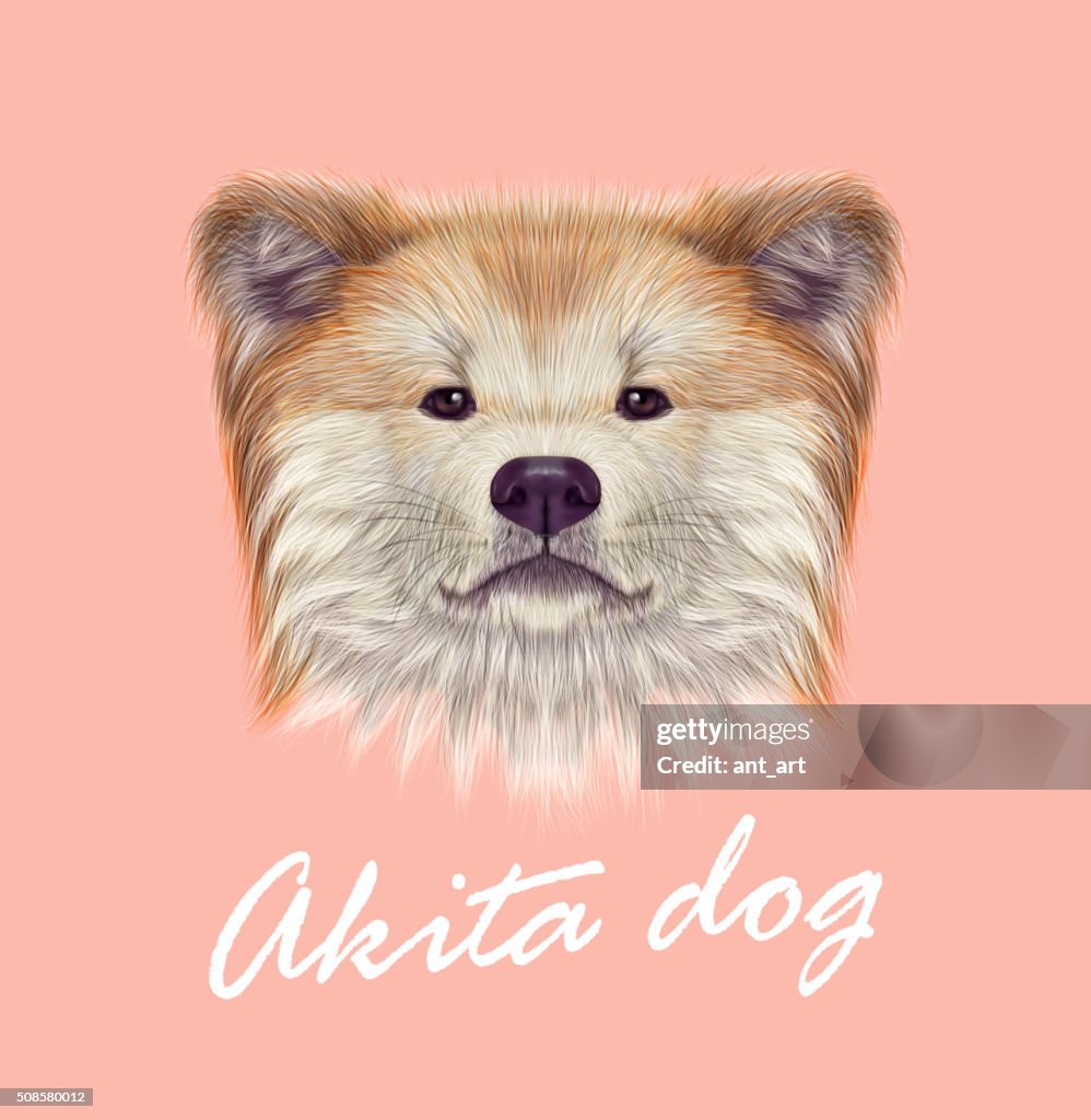 Akita Inu Japanese Dog.
