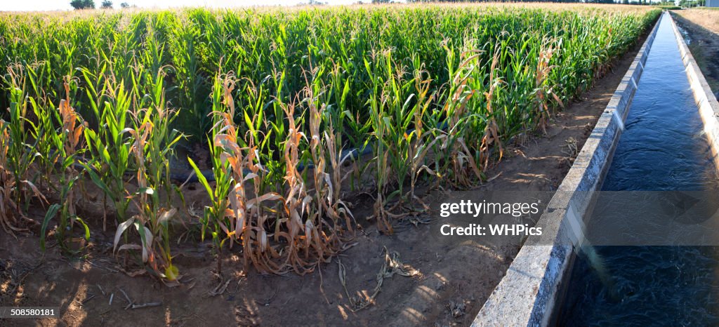 Irrigation canal on corn field