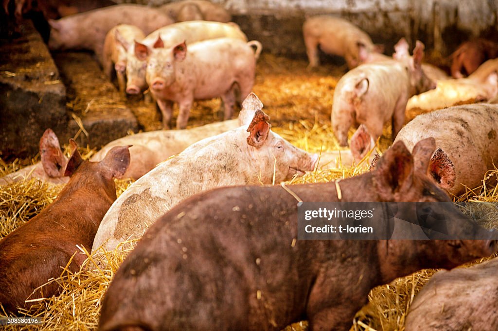 Bio Schweinefleischerzeugung.