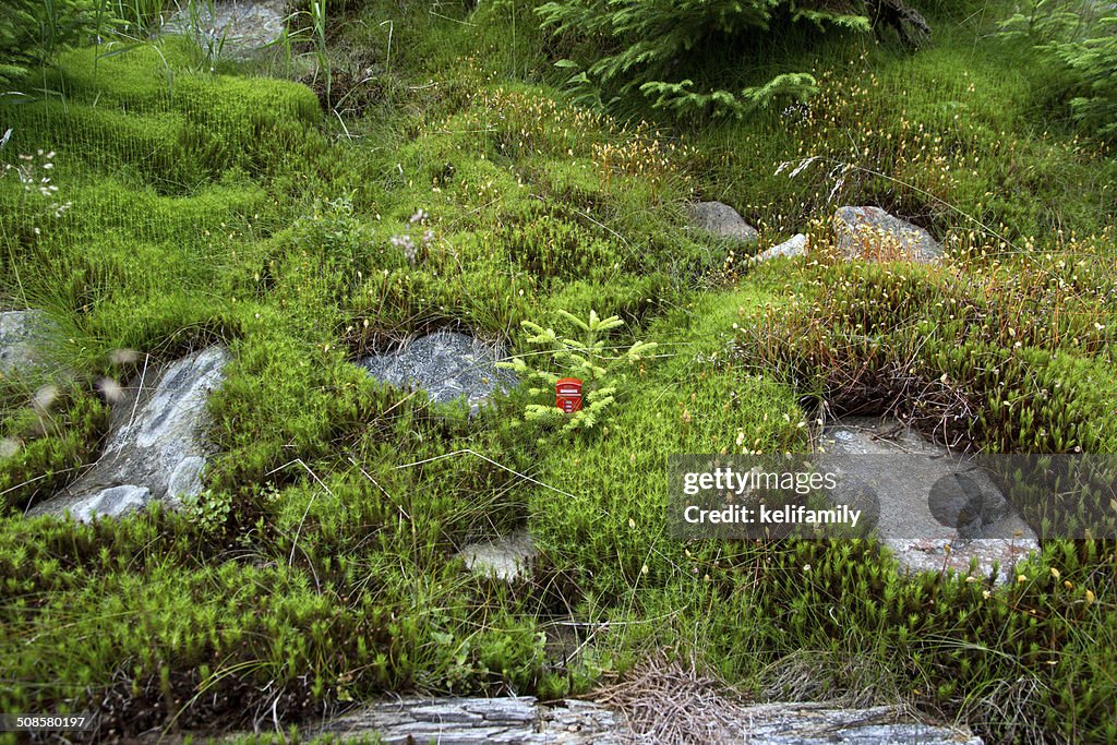 Red telephone box in the moss