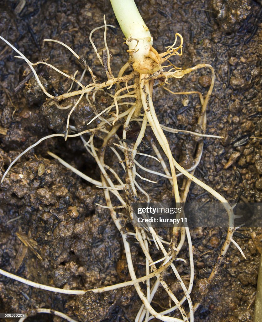 Small plant root in soil
