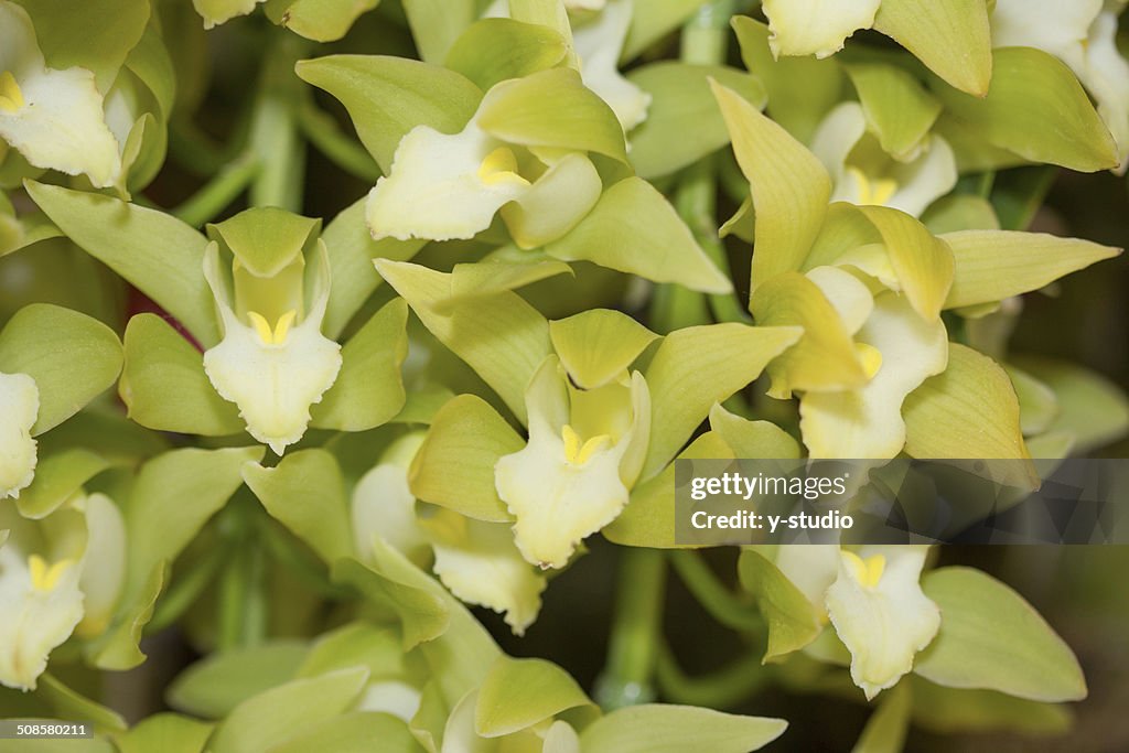 Flower of Cymbidium