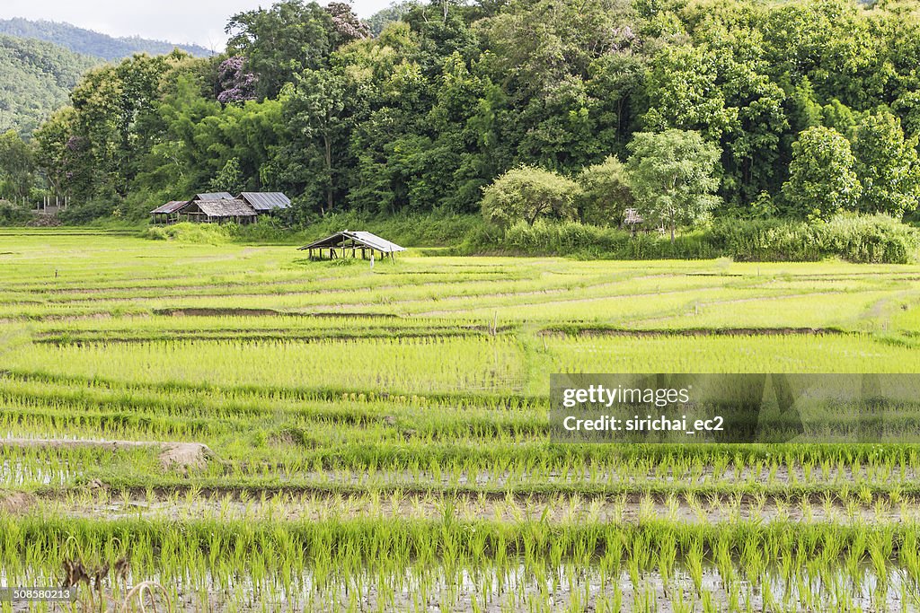 Campo di riso in Tailandia