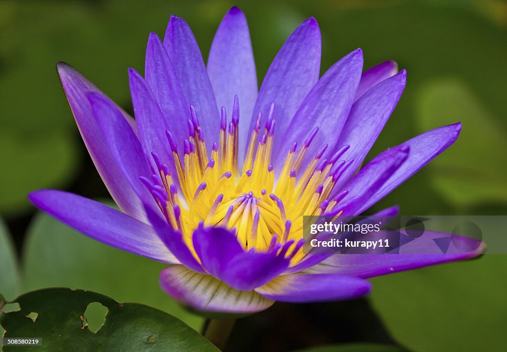 Purple lotus flower with yellow pollen.