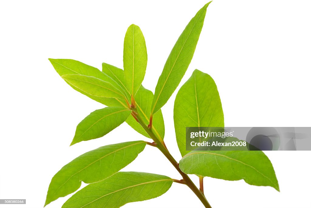 Small laurel tree