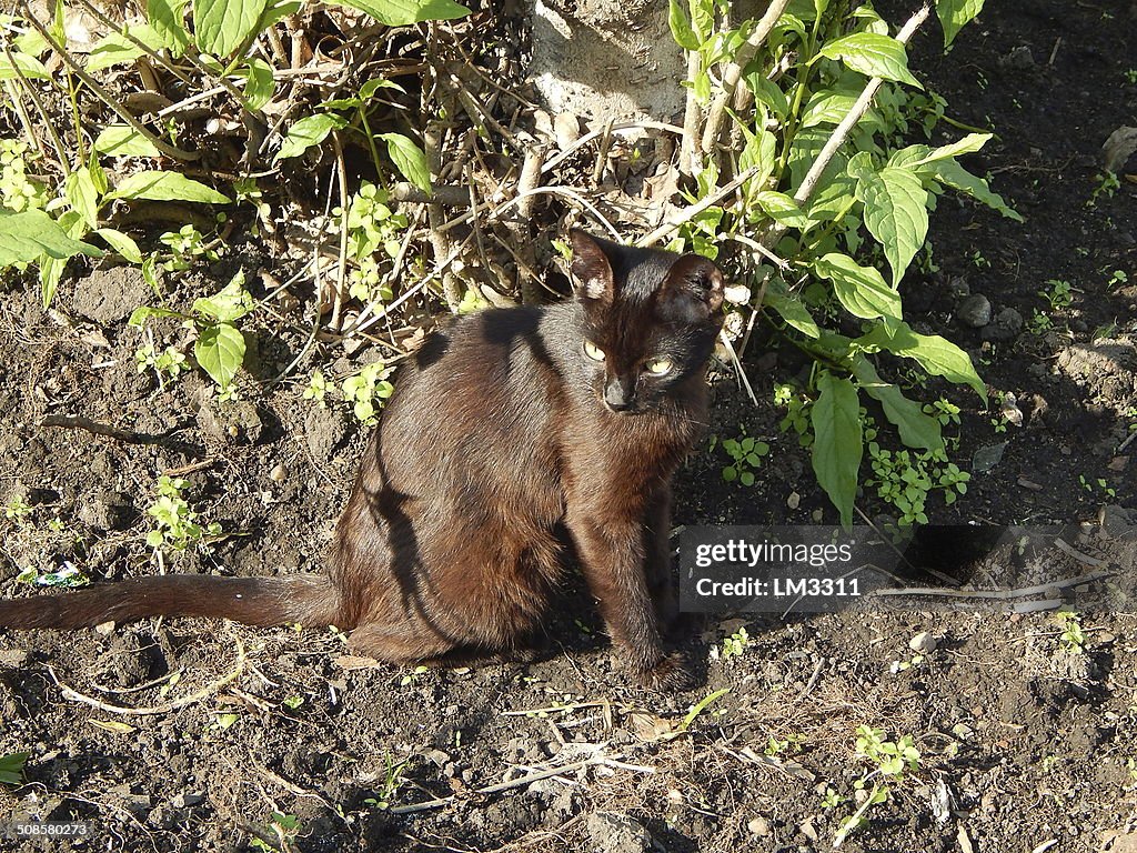 Black cat lives on the streets