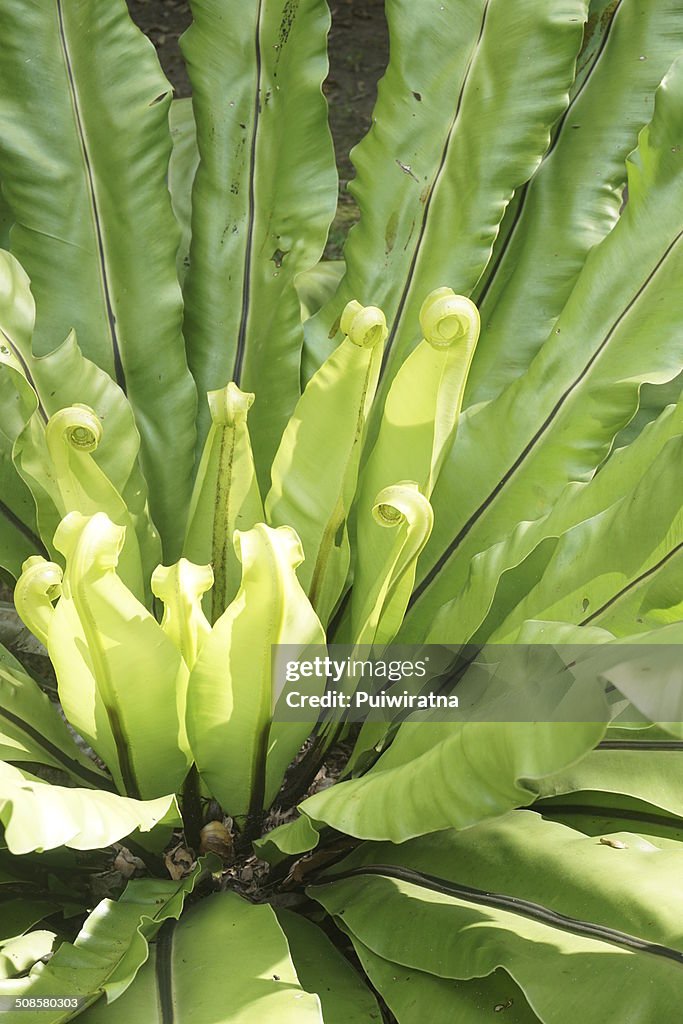 Bird's nest fern