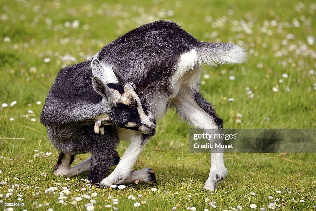 Juvenile goat on grass