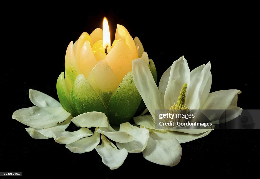 Magnolia Candlelight