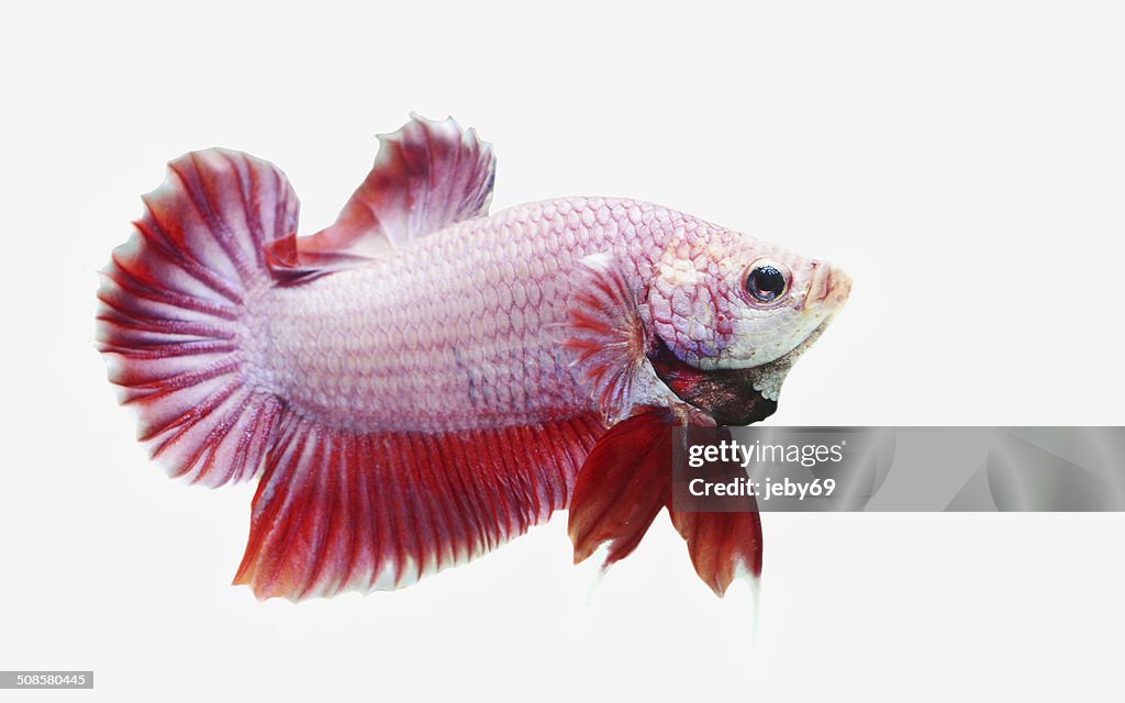 Betta Poisson isolé sur blanc