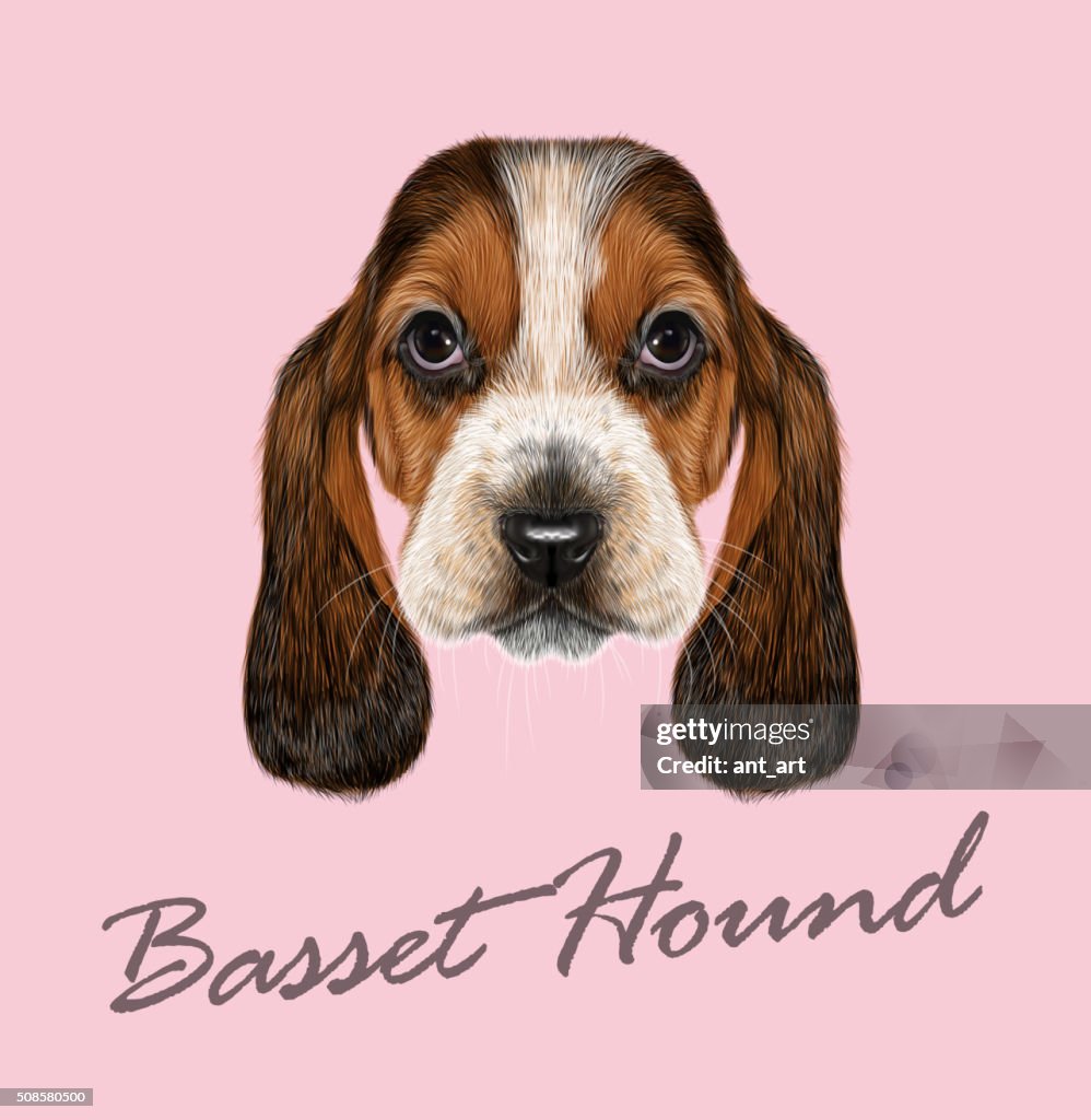 Basset Hound Dog.