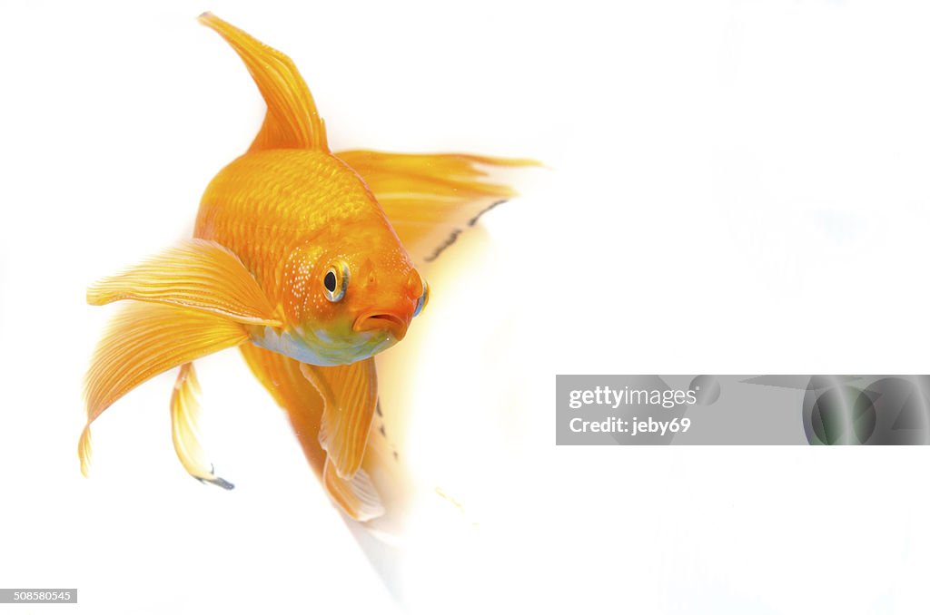 Beautiful Gold fish isolated on white background