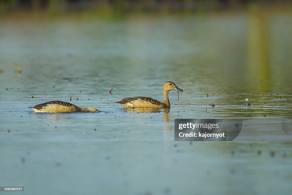 Lesser whistling duck