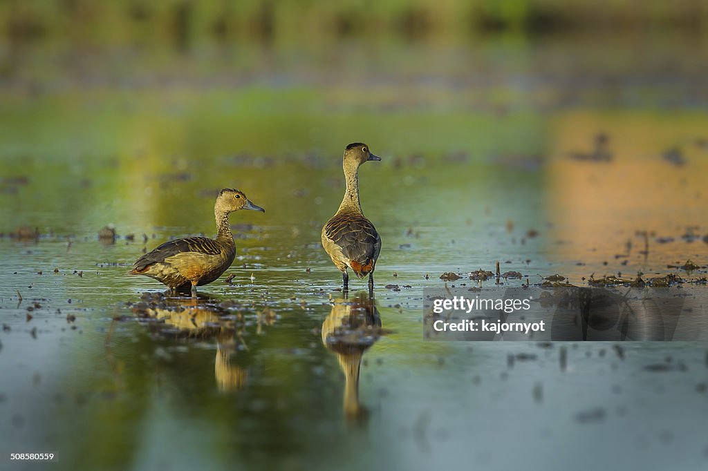 Couple de petites Dendrocygne