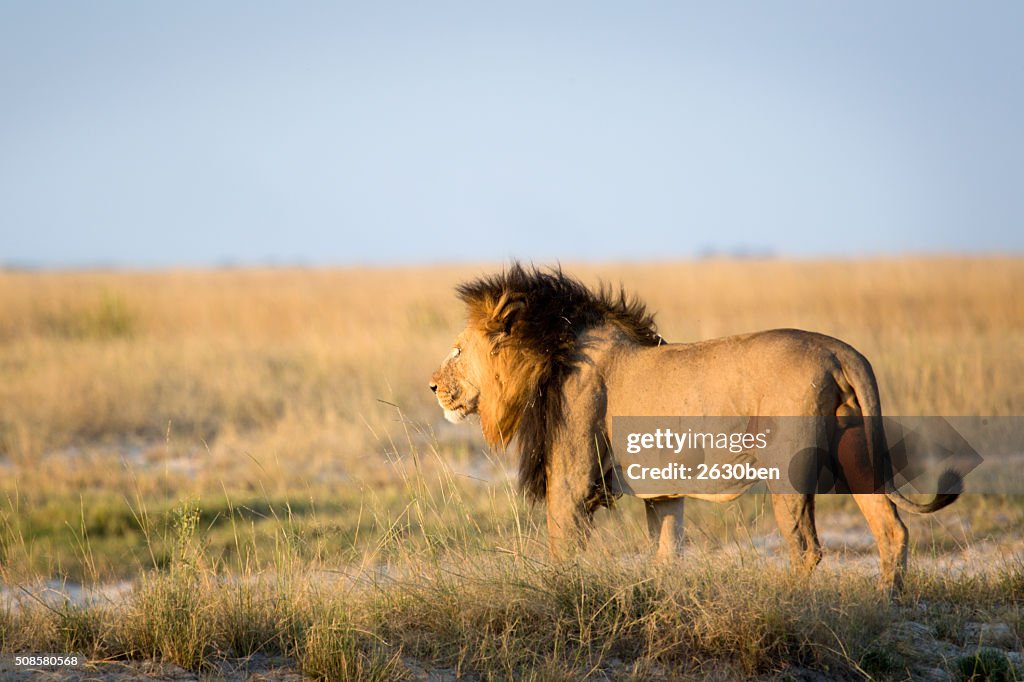 Lion dans le Bush Veld