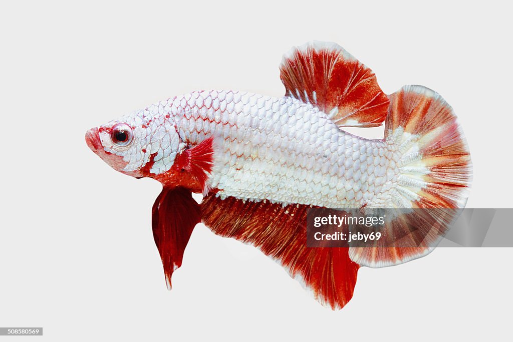 Betta pescado Aislado en blanco