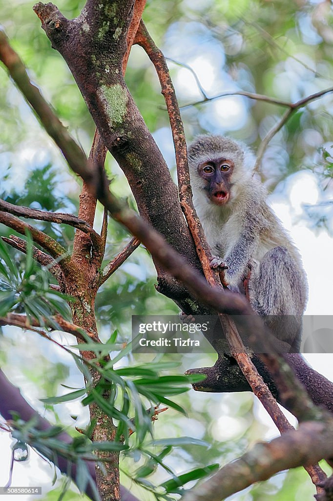 Monkeyland Knysna