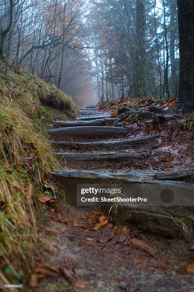 Up the Trail's Steps