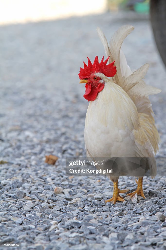 O frango