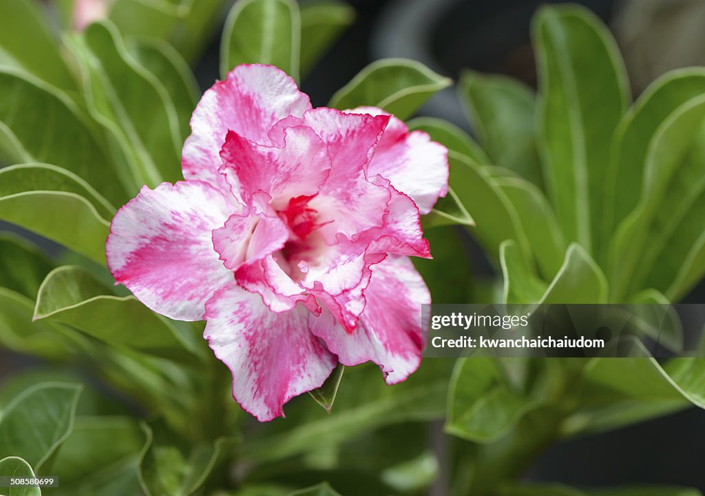 Pink Impala Lily flower