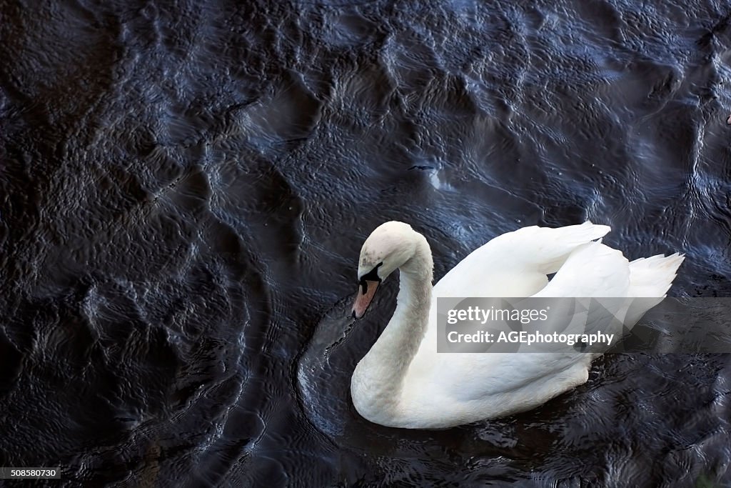 Swan in a dark dimply water