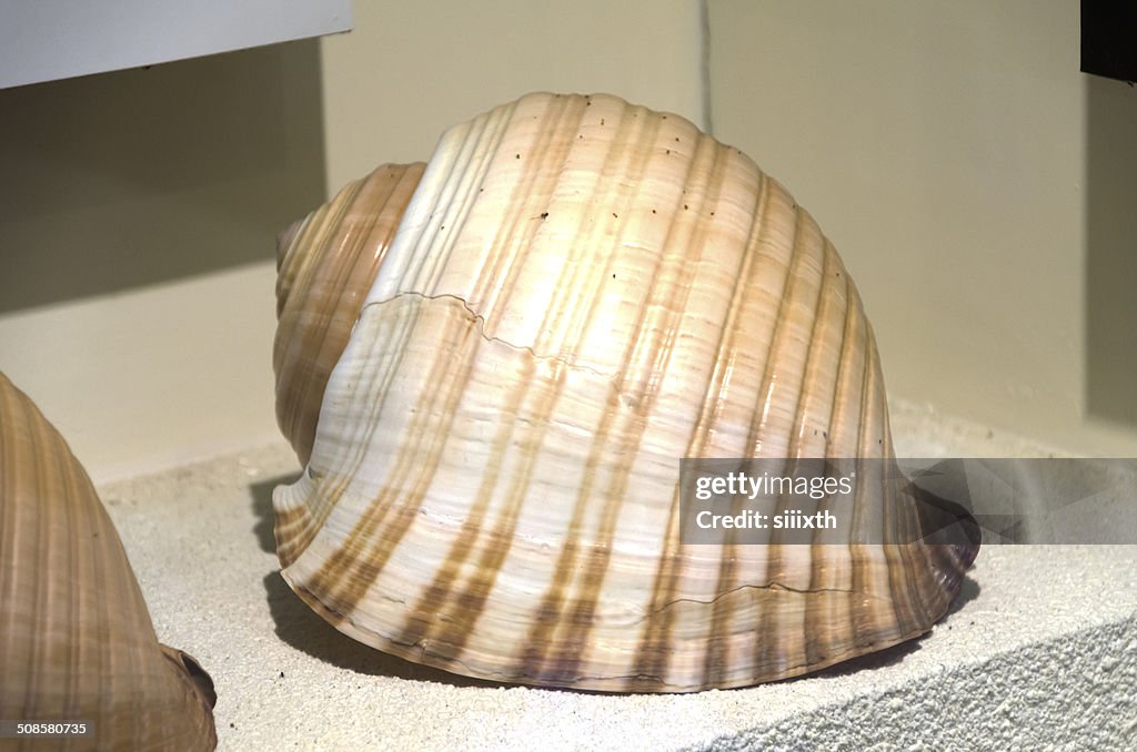 Sea shell