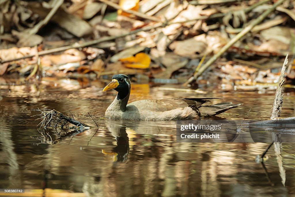 Masked Finfoot bird [Heliopais personatus]