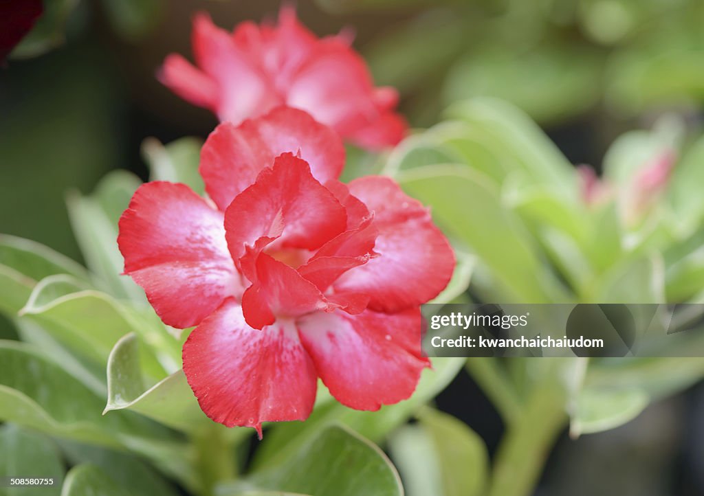 Red Impala Lily flower