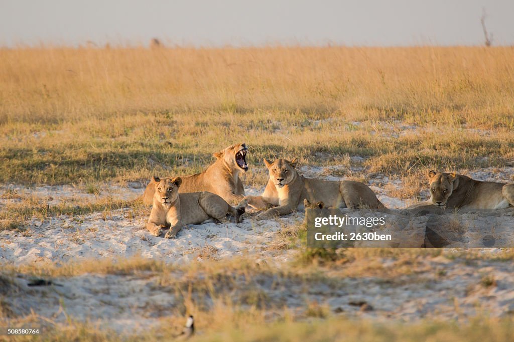 Lion in the bush veld