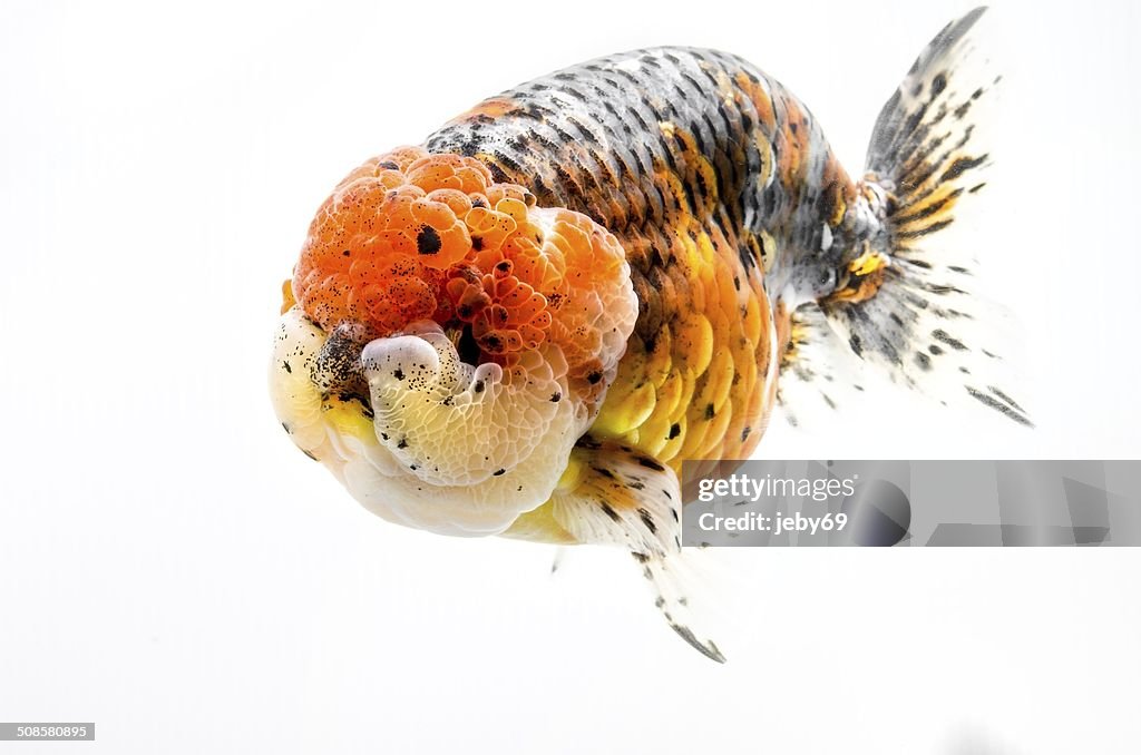 Beautiful Gold fish isolated on white background