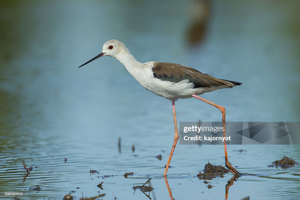 Adult Black-winged Stilt(Himantopus himantopus )