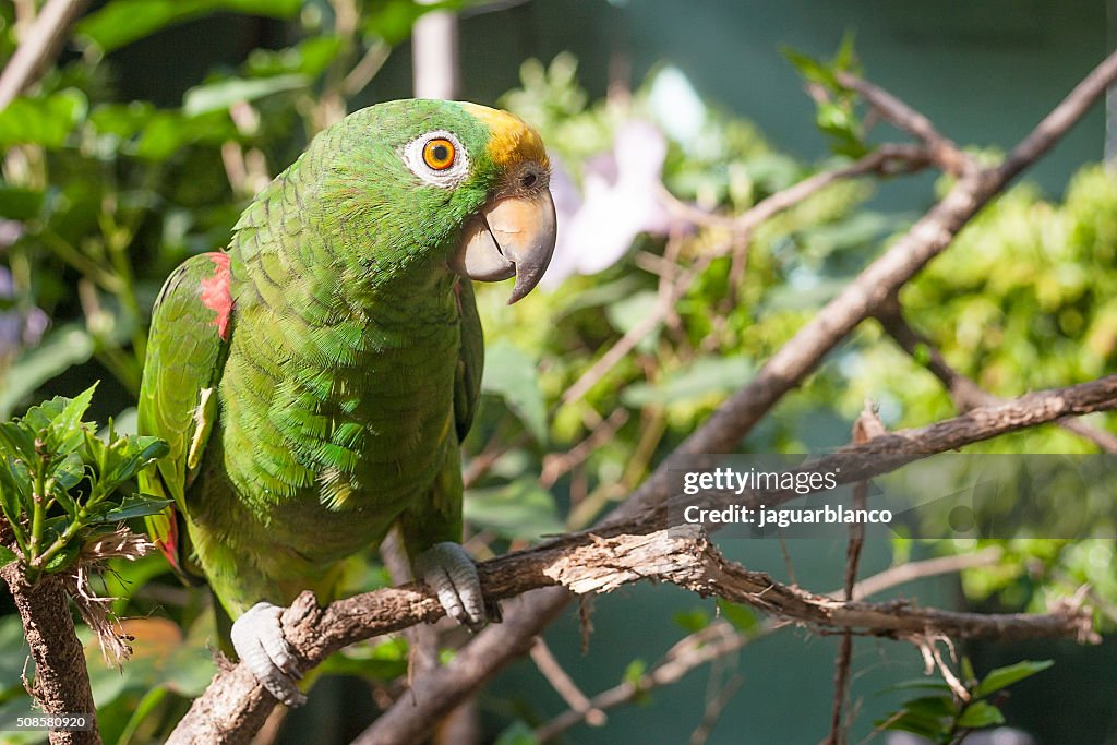 Green parrot on a branch