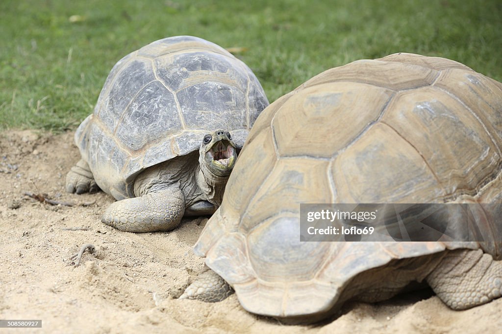 Aldabra-Riesenschildkröte, Aldabrachelys gigantea