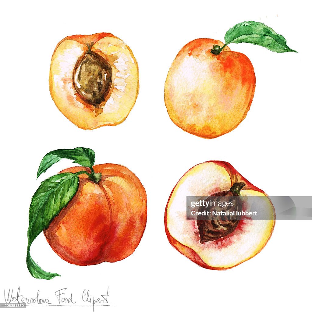 Watercolor Food Clipart - Apricot and Peach